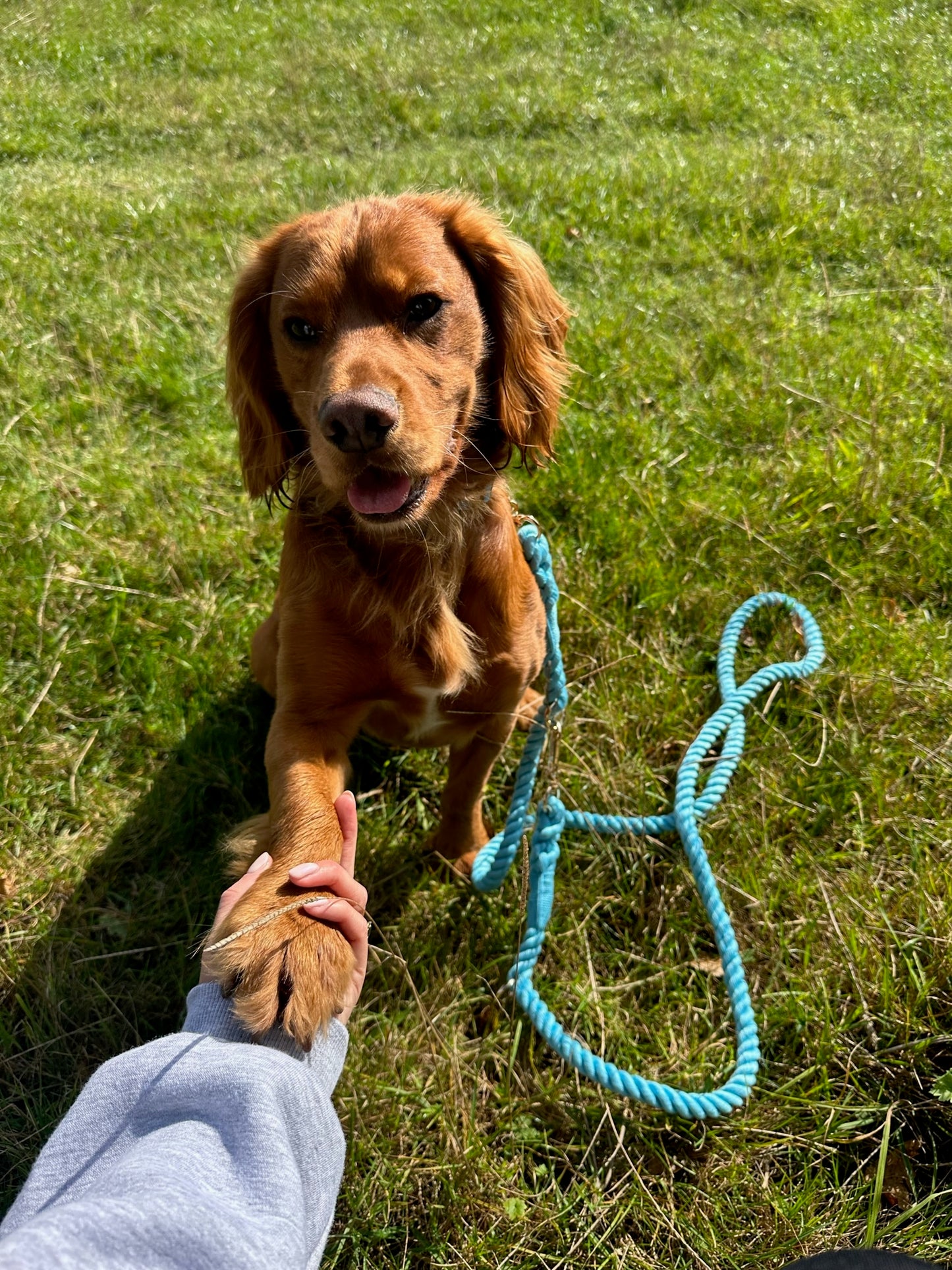 Rope Dog Leads