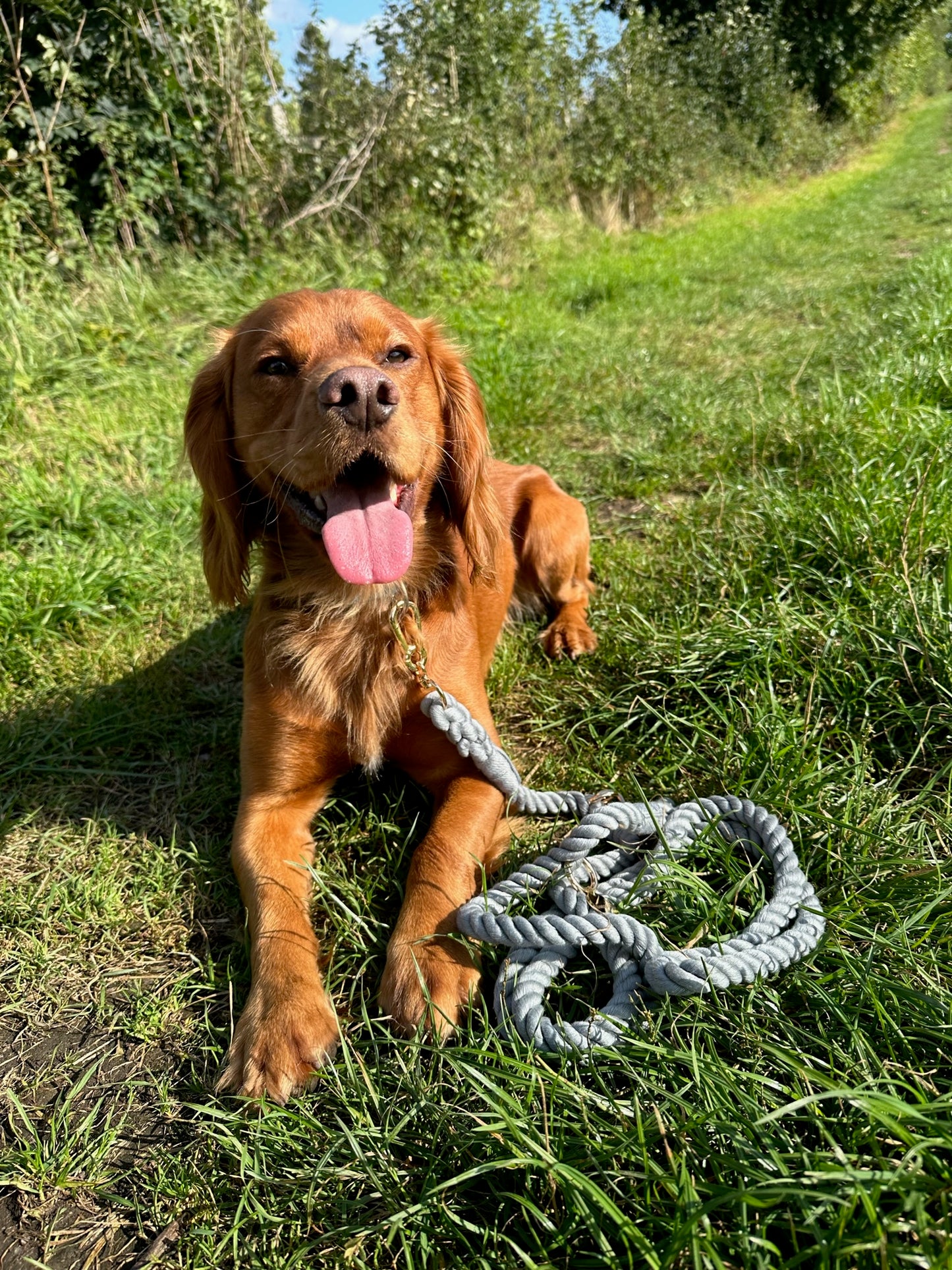 Rope Dog Leads