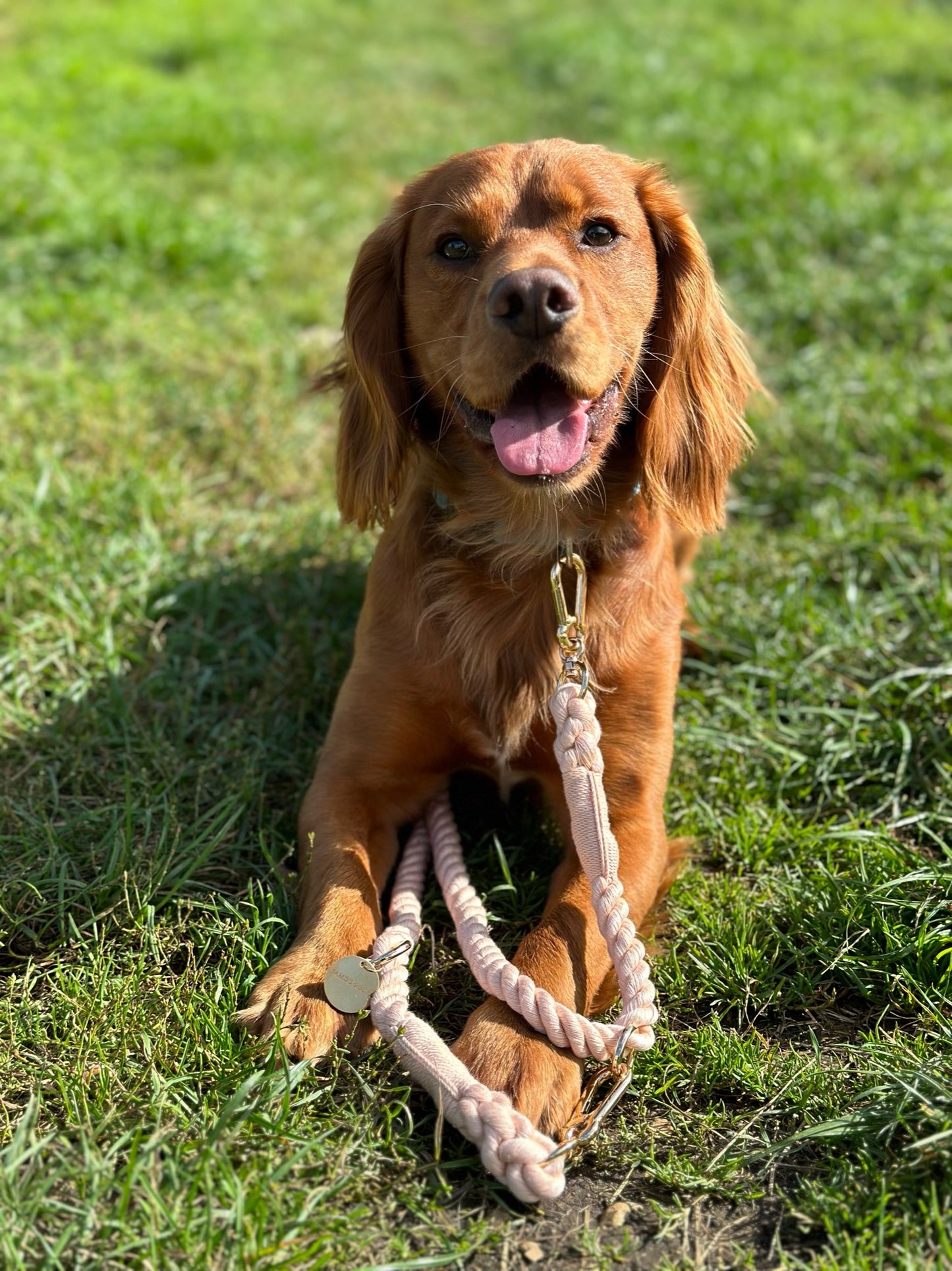 Rope Dog Leads