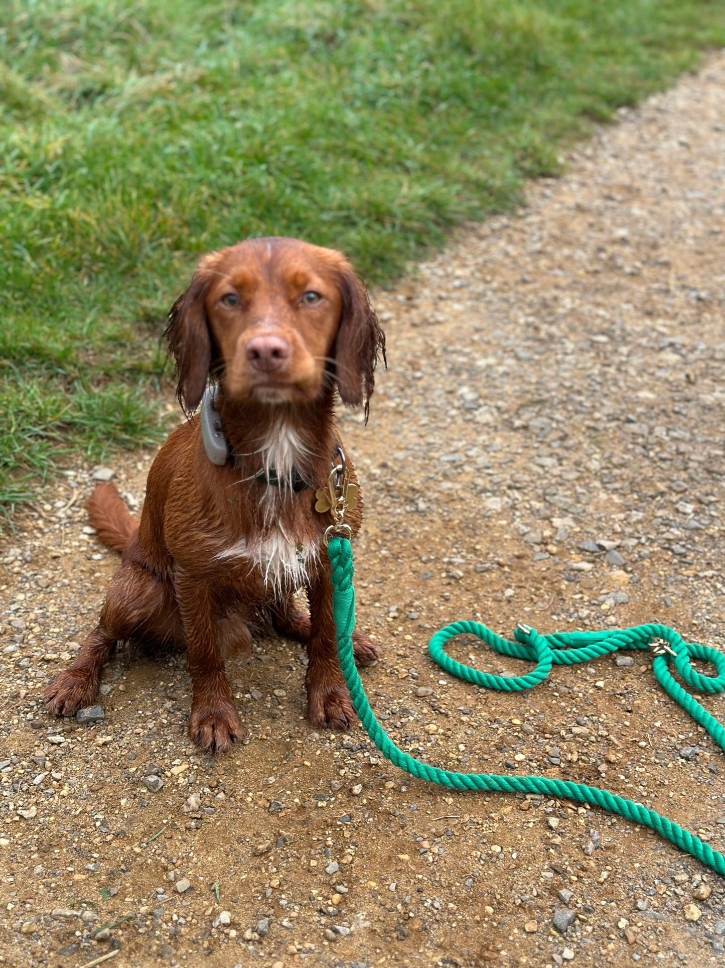 Rope Dog Leads